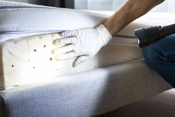 Best Pest Inspection Near Me  in Chillum, MD