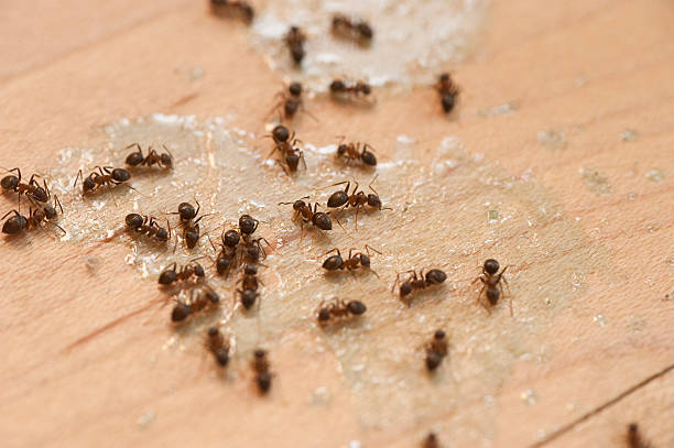 Best Pest Control Cost  in Chillum, MD