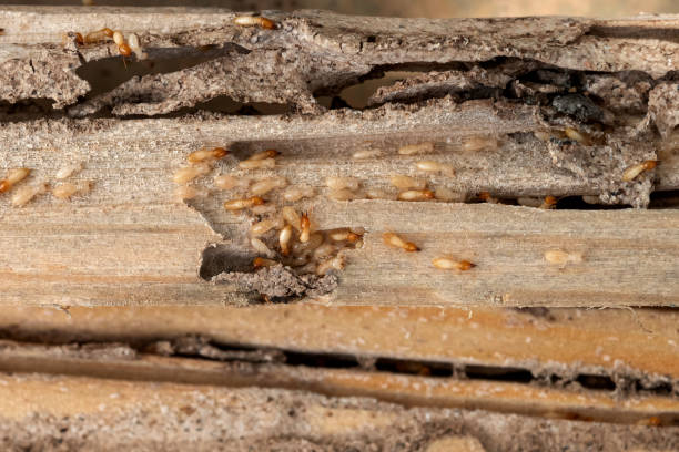 Best Best Pest Control Companies  in Chillum, MD