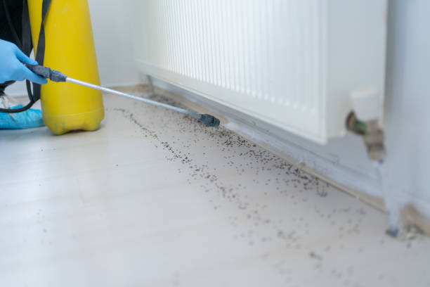 Reliable Chillum, MD Pest Control Solutions