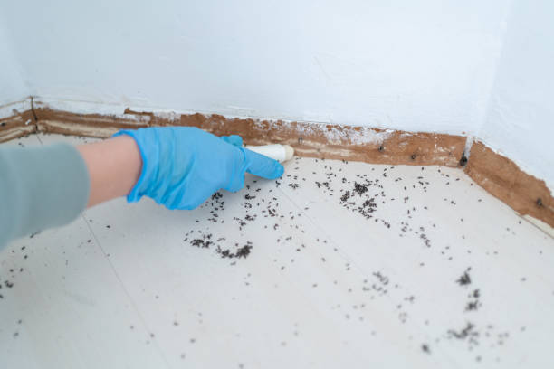 Best Pest Prevention Services  in Chillum, MD